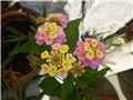 lantana